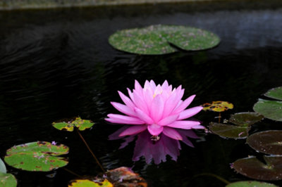 Lincolnshire Pond Plants Mayla Water LilyPottedMarginal Aquatic Pond Plant from B&Q