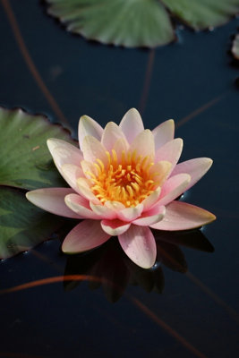 Lincolnshire Pond Plants Phoebus Water LilyKitMarginal Aquatic Pond Plant from B&Q