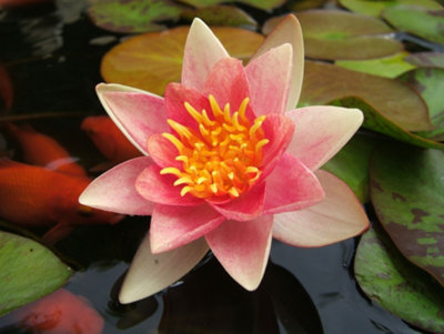 Lincolnshire Pond Plants Aurora Water LilyKitMarginal Aquatic Pond Plant from B&Q