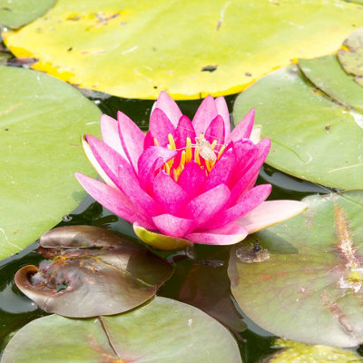 Lincolnshire Pond Plants Masaniello Water LilyKitMarginal Aquatic Pond Plant from B&Q