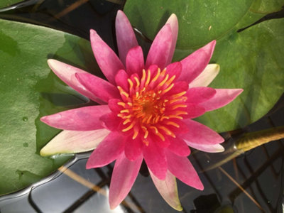Lincolnshire Pond Plants Newton Water LilyKitMarginal Aquatic Pond Plant from B&Q