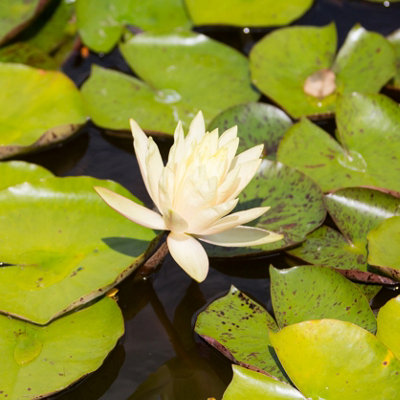 Lincolnshire Pond Plants Charlene Strawn Water LilyKitMarginal Aquatic Pond Plant from B&Q