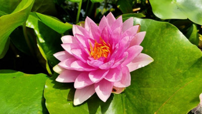 Lincolnshire Pond Plants Gloriosa Water LilyKitMarginal Aquatic Pond Plant from B&Q