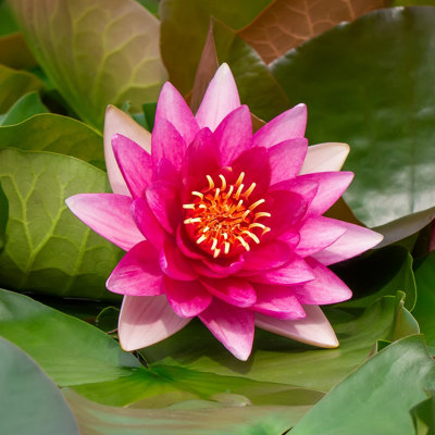 Lincolnshire Pond Plants Escarboucle Water LilyKitMarginal Aquatic Pond Plant from B&Q