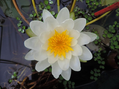 Lincolnshire Pond Plants Marliacea Albida Water LilyKitMarginal Aquatic Pond Plant from B&Q