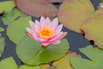 Lincolnshire Pond Plants Marliacea Carnea Water LilyKitMarginal Aquatic Pond Plant from B&Q