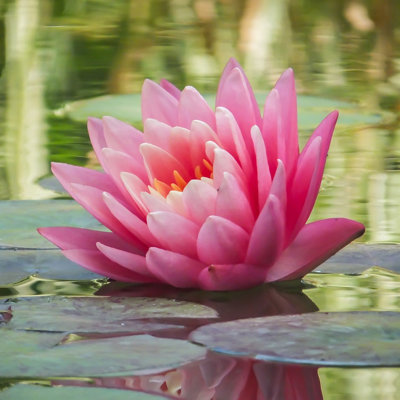 Lincolnshire Pond Plants Fabiola Water LilyLarge KitMarginal Aquatic Pond Plant from B&Q