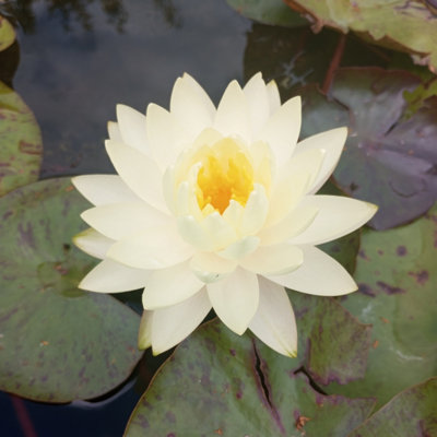 Lincolnshire Pond Plants Gonnere 'snowball' Water LilyLarge KitMarginal Aquatic Pond Plant from B&Q
