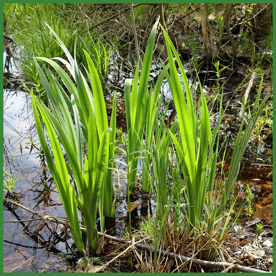 B&Q -  Acorus Calamus3Ltr BarerootMarginal Aquatic Pond Plant