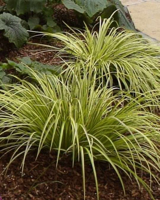 Lincolnshire Pond Plants Acorus Gramineus Ogon3Ltr BarerootMarginal Aquatic Pond Plant from B&Q