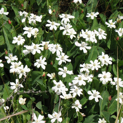 B&Q -  Anemopsis Californica9Cm BarerootMarginal Aquatic Pond Plant