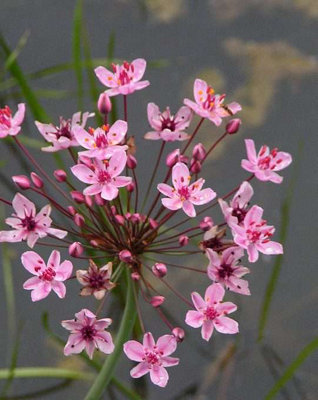 B&Q -  Butomus Umbellatus1Ltr BarerootMarginal Aquatic Pond Plant
