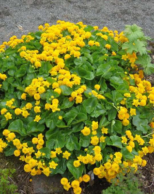 B&Q -  Caltha Palustris3Ltr BarerootMarginal Aquatic Pond Plant