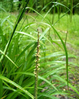 Lincolnshire Pond Plants Carex Pendula9Cm BarerootMarginal Aquatic Pond Plant from B&Q