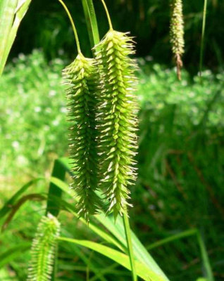 Lincolnshire Pond Plants Carex Pseudocyperus9Cm BarerootMarginal Aquatic Pond Plant from B&Q