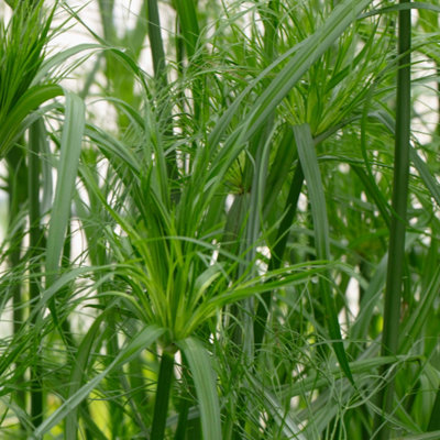 Lincolnshire Pond Plants Cyperus Percamenthus 'king Tut'3Ltr BarerootMarginal Aquatic Pond Plant from B&Q