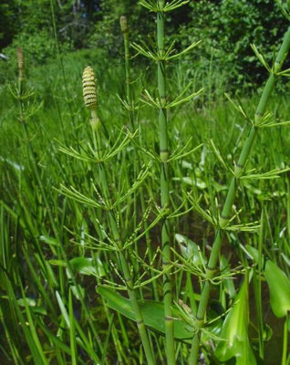 B&Q -  Equisetum Fluviatile9Cm BarerootMarginal Aquatic Pond Plant