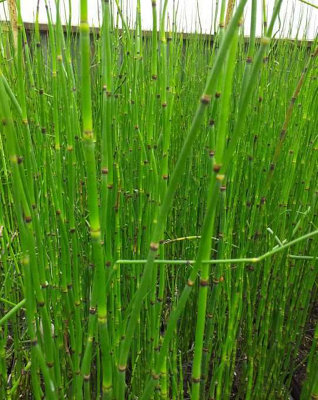 B&Q -  Equisetum Hyemale9Cm BarerootMarginal Aquatic Pond Plant