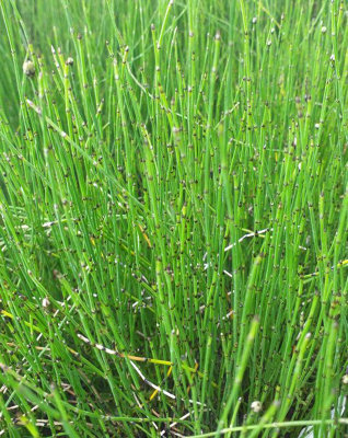 B&Q -  Equisetum Scirpoides1Ltr BarerootMarginal Aquatic Pond Plant