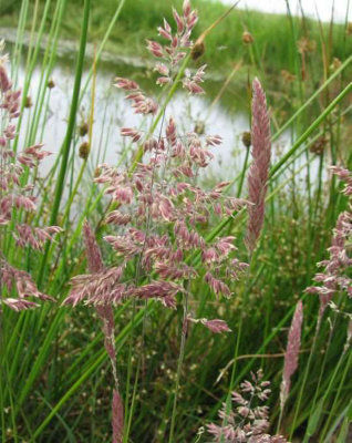 B&Q -  Glyceria Maxima9Cm BarerootMarginal Aquatic Pond Plant