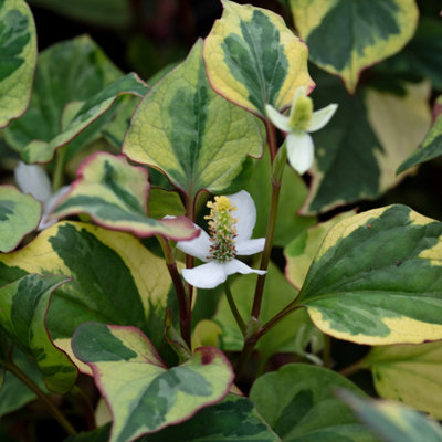 Lincolnshire Pond Plants Houttuynia Cordata 'chameleon'1Ltr BarerootMarginal Aquatic Pond Plant from B&Q