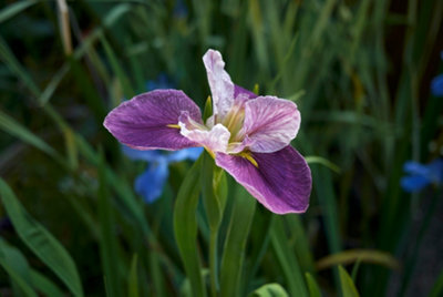 Lincolnshire Pond Plants Iris Louisiana 'colorific'3Ltr BarerootMarginal Aquatic Pond Plant from B&Q