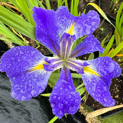 Lincolnshire Pond Plants Iris Louisiana 'heather Stream'1Ltr BarerootMarginal Aquatic Pond Plant from B&Q