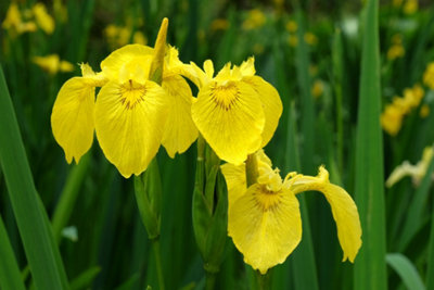 Lincolnshire Pond Plants Iris Pseudacorus 'flora Plena'1Ltr BarerootMarginal Aquatic Pond Plant from B&Q