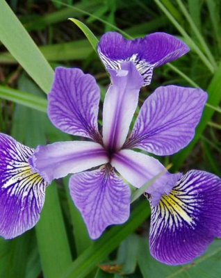 Lincolnshire Pond Plants Iris Versicolor1Ltr BarerootMarginal Aquatic Pond Plant from B&Q