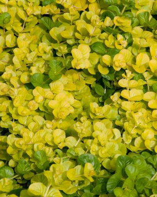 Lincolnshire Pond Plants Lysimachia Nummularia 'aurea'3Ltr BarerootMarginal Aquatic Pond Plant from B&Q