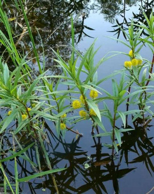 Lincolnshire Pond Plants Lysimachia Thyrsiflora9Cm BarerootMarginal Aquatic Pond Plant from B&Q