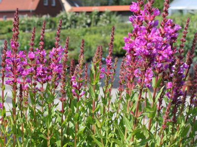 Lincolnshire Pond Plants Lythrum Salicaria 'rosy Gem'3Ltr BarerootMarginal Aquatic Pond Plant from B&Q