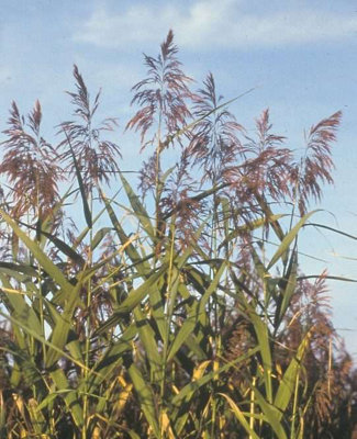 B&Q -  Phragmites Australis3Ltr BarerootMarginal Aquatic Pond Plant