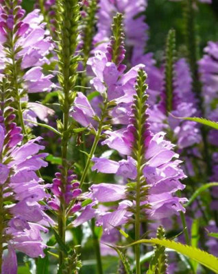 B&Q -  Physostegia Virginiana3Ltr BarerootMarginal Aquatic Pond Plant