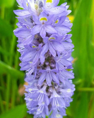 Lincolnshire Pond Plants Pontederia Cordata 'giant'3Ltr BarerootMarginal Aquatic Pond Plant from B&Q