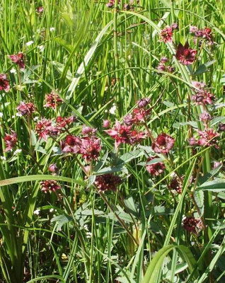 Lincolnshire Pond Plants Potentilla Palustris3Ltr BarerootMarginal Aquatic Pond Plant from B&Q