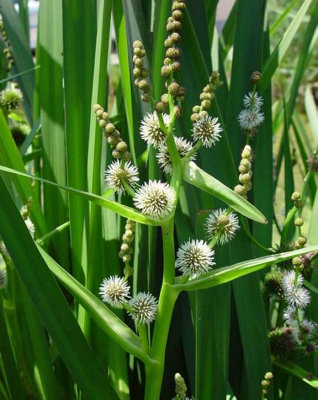 B&Q -  Sparganium Erectum1Ltr BarerootMarginal Aquatic Pond Plant