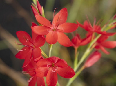 Lincolnshire Pond Plants Schizostylis Coccinea 'major'9Cm BarerootMarginal Aquatic Pond Plant from B&Q