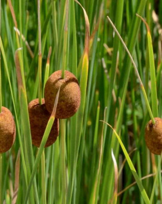 Lincolnshire Pond Plants Typha Minima3Ltr BarerootMarginal Aquatic Pond Plant from B&Q
