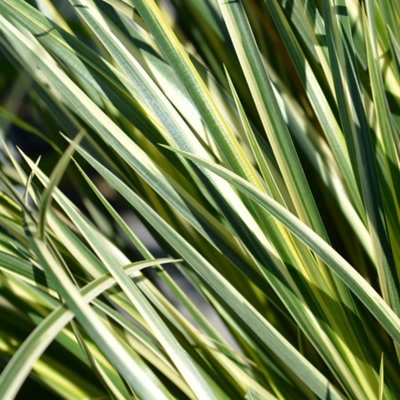 Lincolnshire Pond Plants Acorus Gramineus Variegatus3Ltr PottedMarginal Aquatic Pond Plant from B&Q
