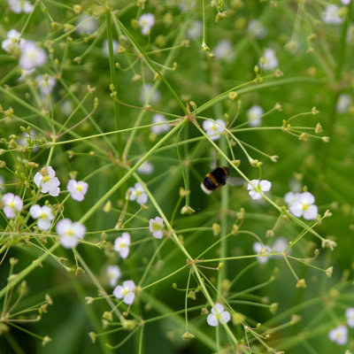 Lincolnshire Pond Plants Alisma Plantago Aquatica3Ltr PottedMarginal Aquatic Pond Plant from B&Q