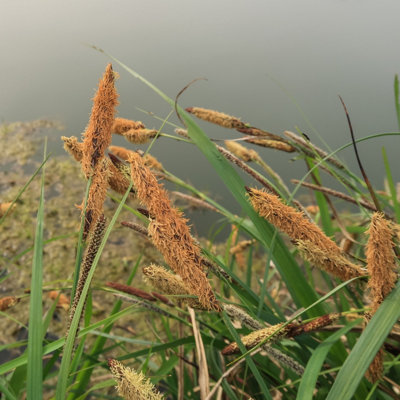 Lincolnshire Pond Plants Carex Acutiformis3Ltr PottedMarginal Aquatic Pond Plant from B&Q