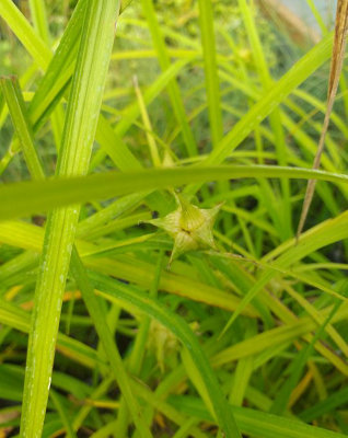 Lincolnshire Pond Plants Carex Grayi1Ltr PottedMarginal Aquatic Pond Plant from B&Q