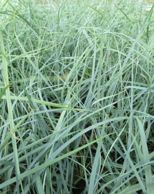 Lincolnshire Pond Plants Carex Panicea3Ltr PottedMarginal Aquatic Pond Plant from B&Q