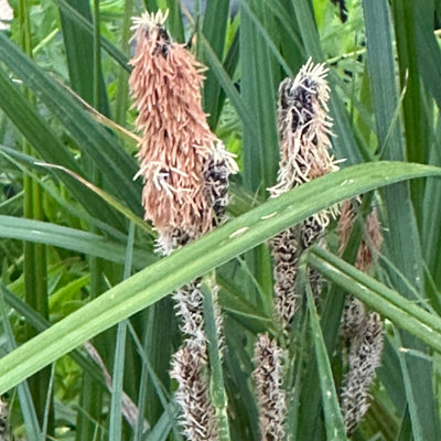 Lincolnshire Pond Plants Carex Riparia1Ltr PottedMarginal Aquatic Pond Plant from B&Q