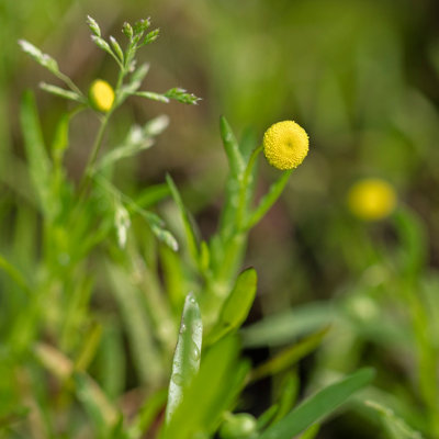 Lincolnshire Pond Plants Cotula Coronopifolia1Ltr PottedMarginal Aquatic Pond Plant from B&Q