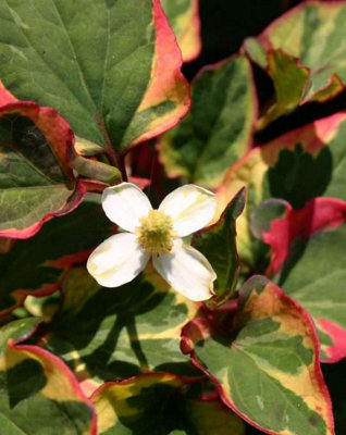 Lincolnshire Pond Plants Houttuynia Cordata 'boo Boo'1Ltr PottedMarginal Aquatic Pond Plant from B&Q