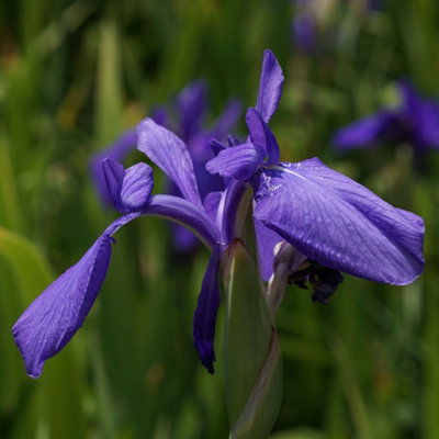 Lincolnshire Pond Plants Iris Laevigata3Ltr PottedMarginal Aquatic Pond Plant from B&Q