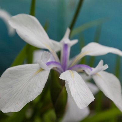 Lincolnshire Pond Plants Iris Laevigata 'snowdrift'3Ltr PottedMarginal Aquatic Pond Plant from B&Q