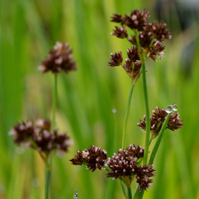 Lincolnshire Pond Plants Juncus Ensifolius3Ltr PottedMarginal Aquatic Pond Plant from B&Q